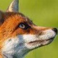 Lonefox28