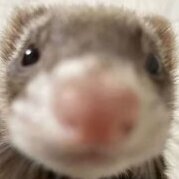LeRoiFuret