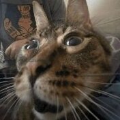 Pyrocat67