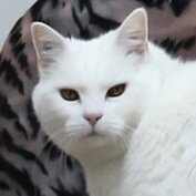 PilouChat