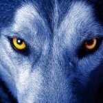 kjwolf