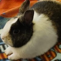 MilowFlo