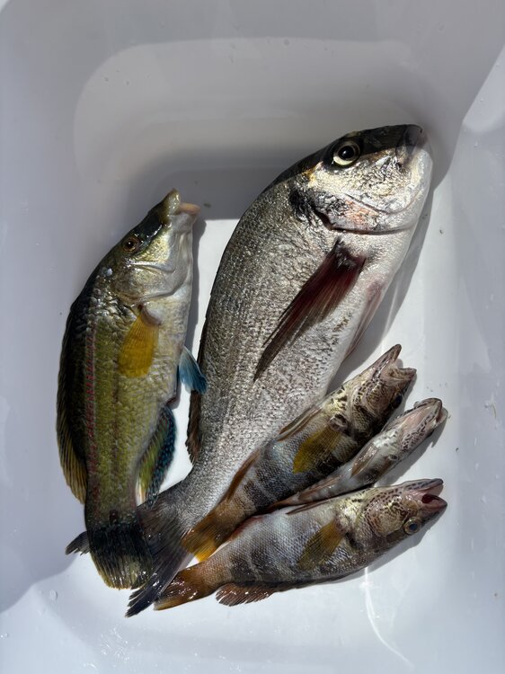 peche4.thumb.jpg.31ce02950c33c68a3148e4c37eb2cfcc.jpg