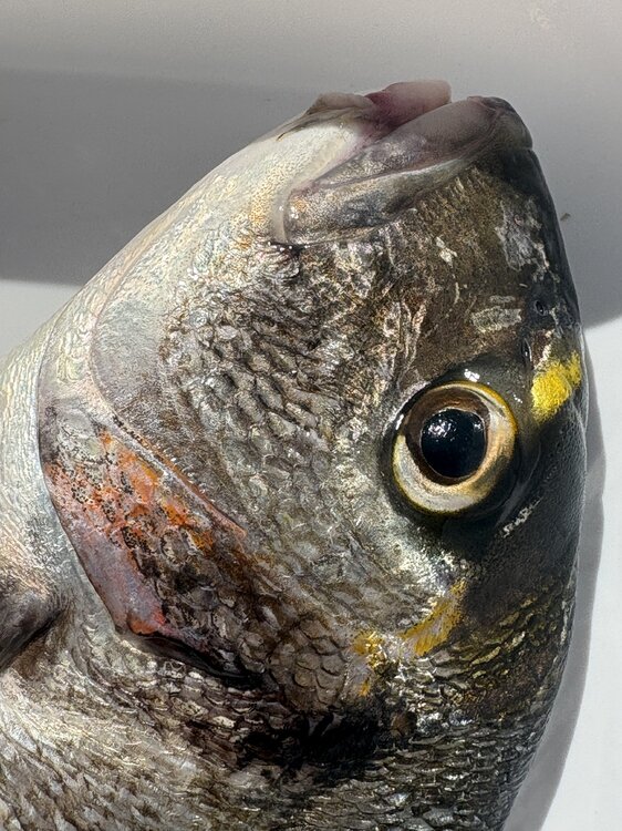 peche5.thumb.jpg.690a4420410beeaeb596d16af6e3bb31.jpg
