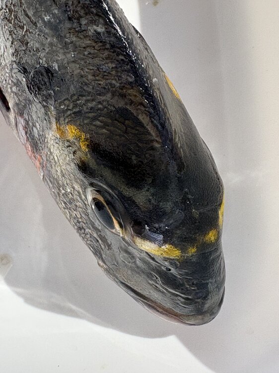 peche6.thumb.jpg.f139060bfccd0d0e10f596d5f0b77e9b.jpg