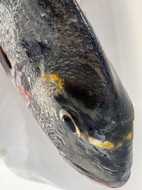 peche7.thumb.jpg.52f2c318038327fbedc87ff998c3d3f4.jpg