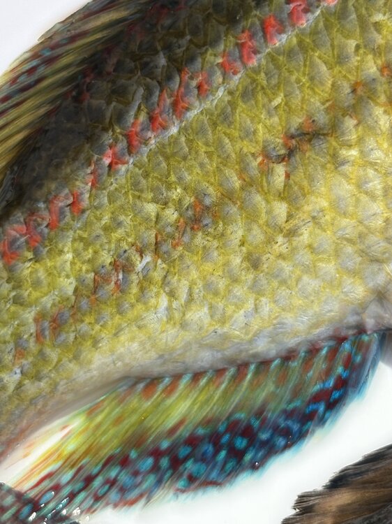 peche8.thumb.jpg.f45a1bacf462d5e2a4fe47b25d3a1321.jpg